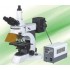 N-800F Microscope à fluorescence